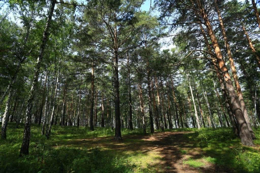 Проект постановления «Об увеличении площади лесопаркового зеленого пояса вокруг города Иркутска» принят